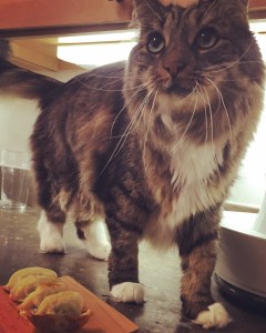 My Cat likes vegan dumplings